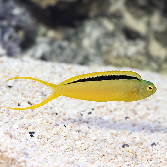 Green Canary Blenny (Meiacanthus tongaensis)