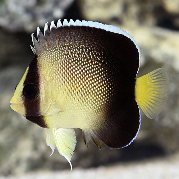 Cream Angelfish (Apolemichthys xanthurus)