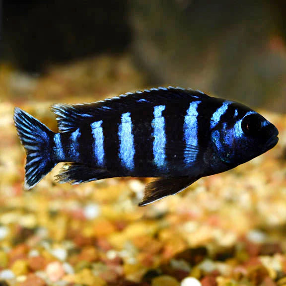Demasoni Cichlid (Pseudotropheus demasoni)
