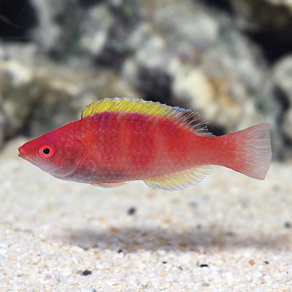 Yellowfin Fairy Wrasse (Cirrhilabrus flavidorsalis)