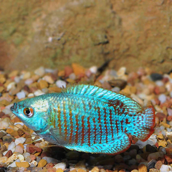 Neon Gourami (Trichogaster lalius)