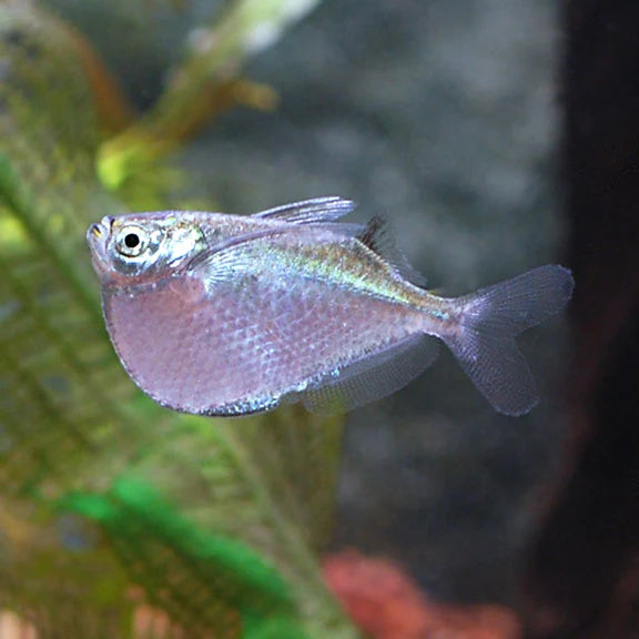 Silver Hatchetfish (Gasteropelecus sternicla)