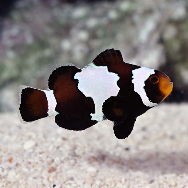 Black Snowflake Clownfish (Amphiprion ocellaris)