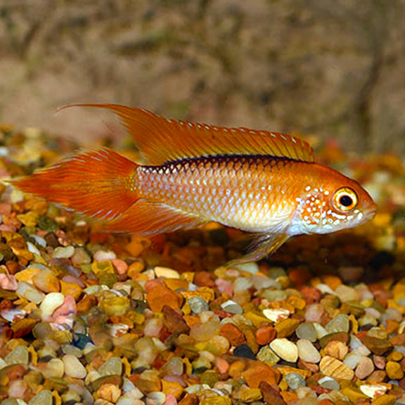 Flame Red Agassizii Apistogramma (Apistogramma agassizii)
