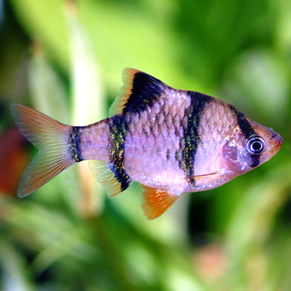 Tiger Barb (Puntigrus tetrazona)