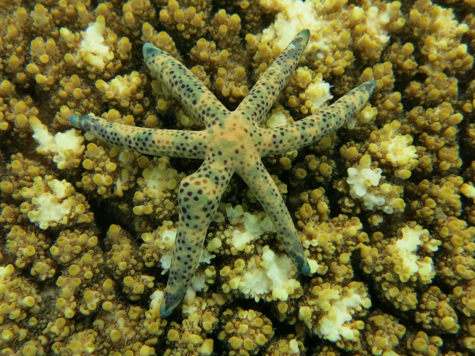 Multicolor Linckia Starfish (Linckia multiflora)