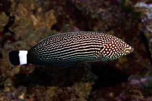 Lined Tamarin Wrasse (Anampses lineatus)