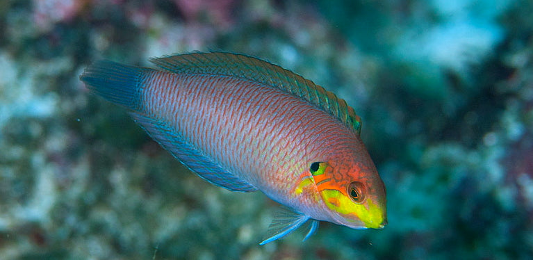 Moyeri Leopard Wrasse (Macropharyngodon kuiteri)