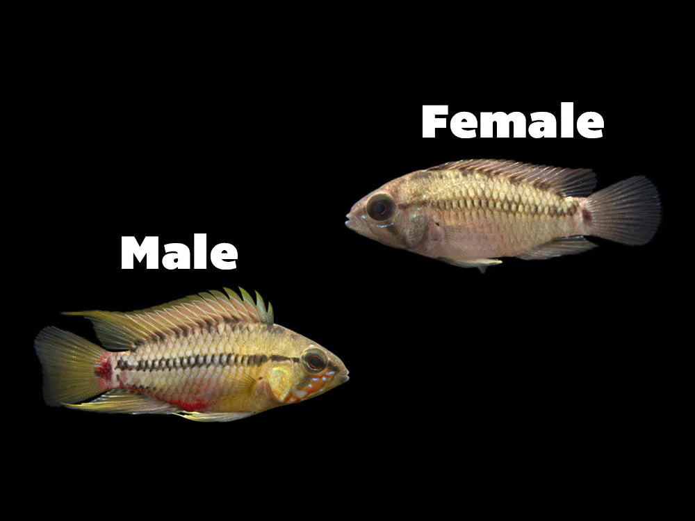 Hongslo's Dwarf Cichlid (Apistogramma hongsloi)