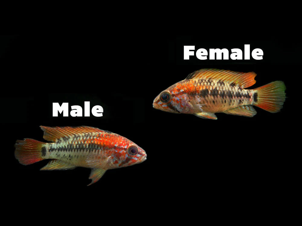 Red Shoulder Dwarf Cichlid (Apistogramma macmasteri)