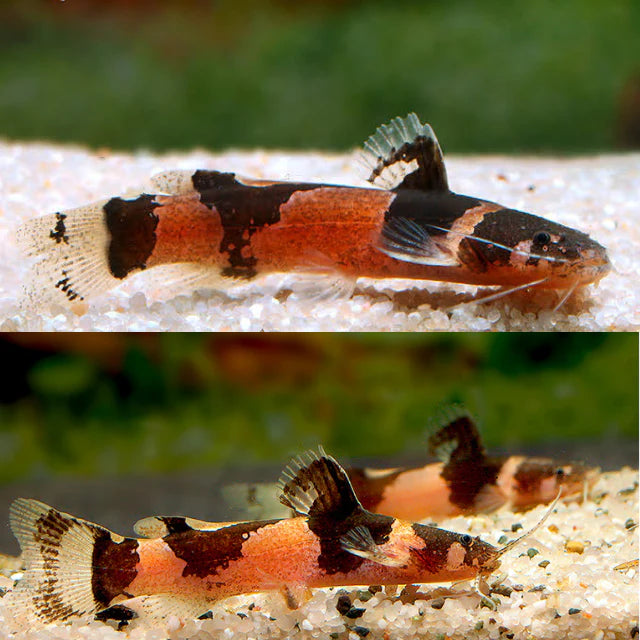 Dwarf Marbled Catfish (Microglanis poecilus)