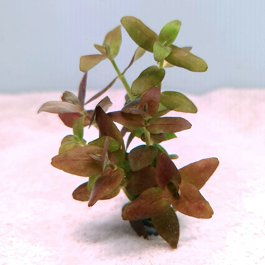 Bacopa Salzmannii Purple