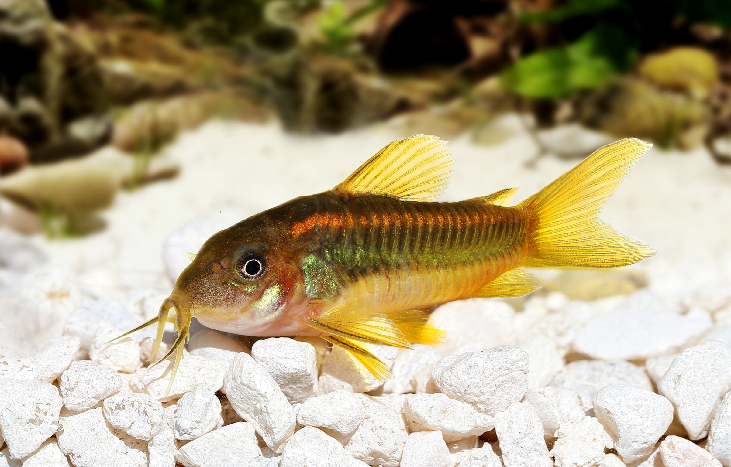 Orange Laser Corydora (Corydoras sp.)