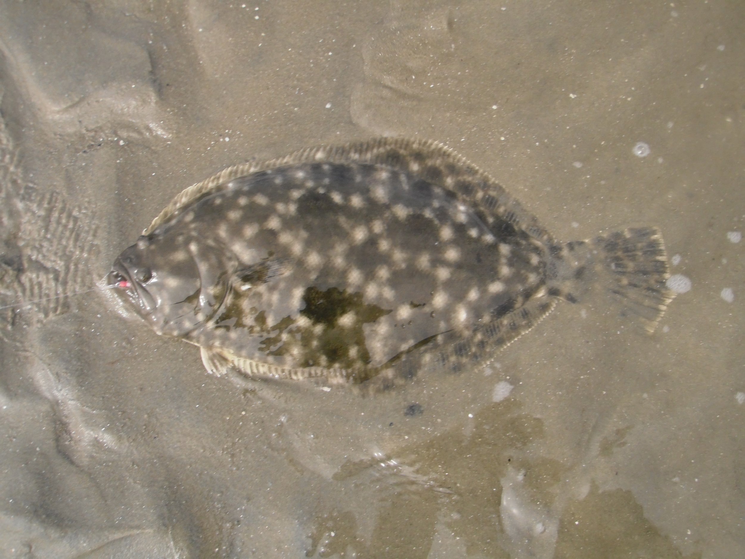 Gulf Flounder (Paralichthys albigutta)