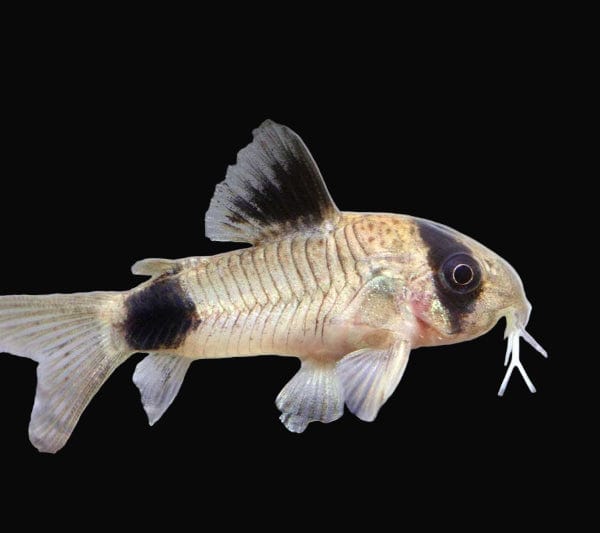 Panda Cory (Corydoras panda)