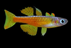 Paskai rainbowfish (Pseudomugil luminatus)