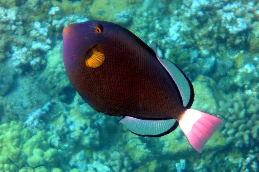 Pinktail Triggerfish (Melichthys vidua)