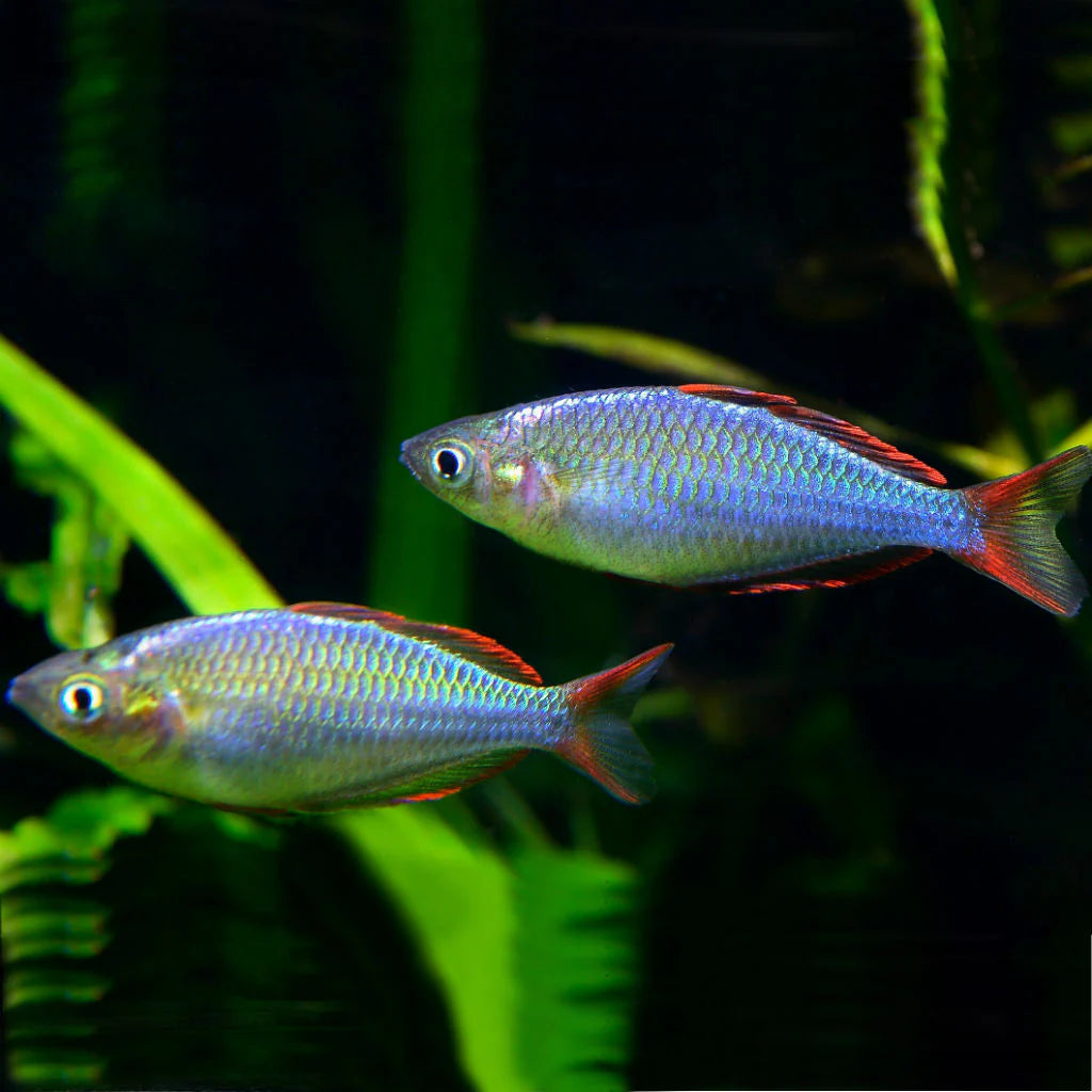 Dwarf Neon Rainbowfish (Melanotaenia praecox)