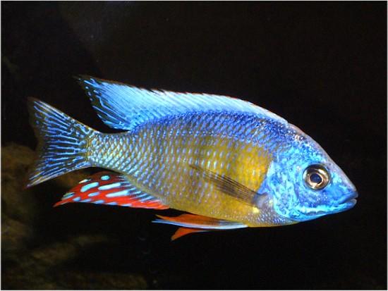 Taiwan Reef Cichlid (Protomelas sp. "Steveni Taiwan")