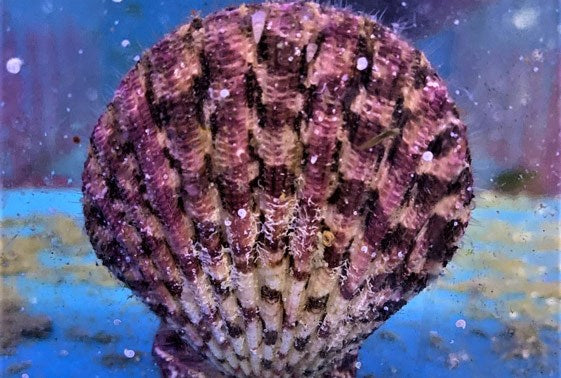 Purple Tiger Scallop (Gloriapallium pallium)