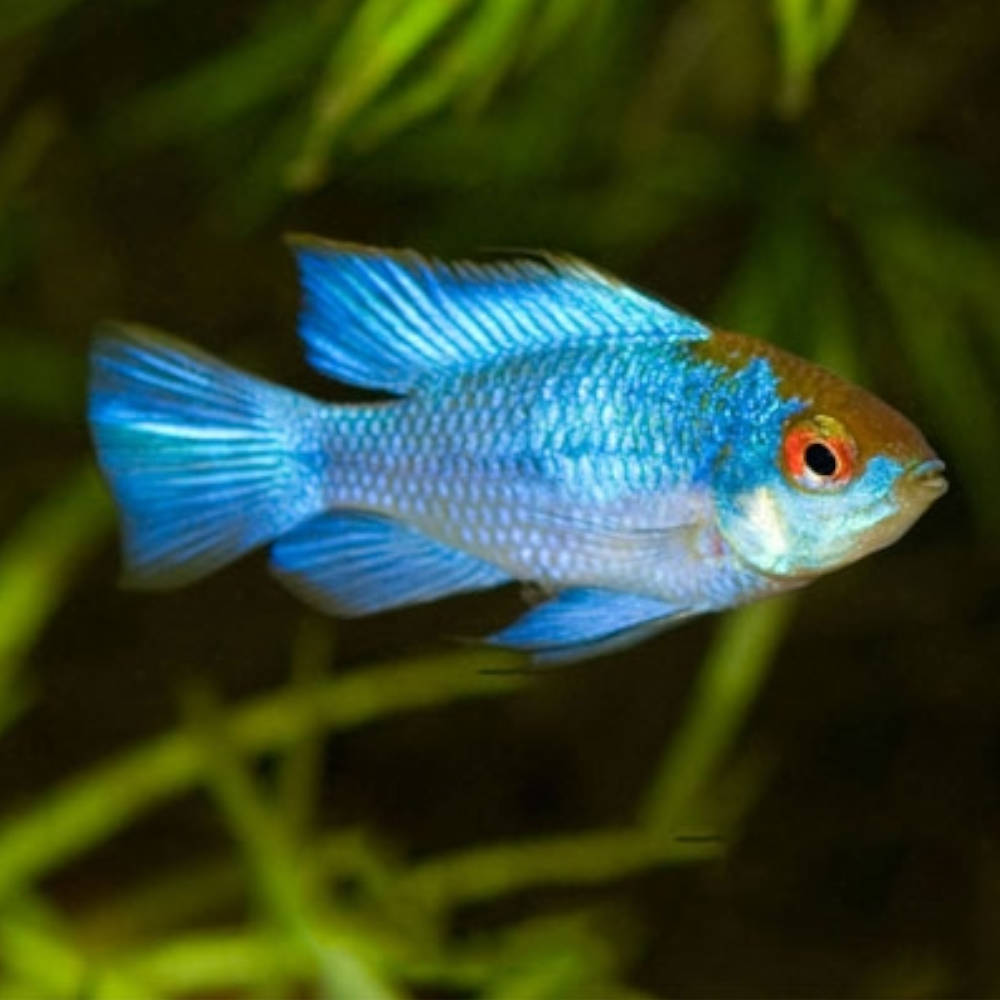 Neon Blue Ram Cichlid (Mikrogeophagus ramirezi)