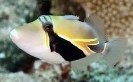 Rectangular Trigger / Rectangle Humu (Rhinecanthus rectangulus)