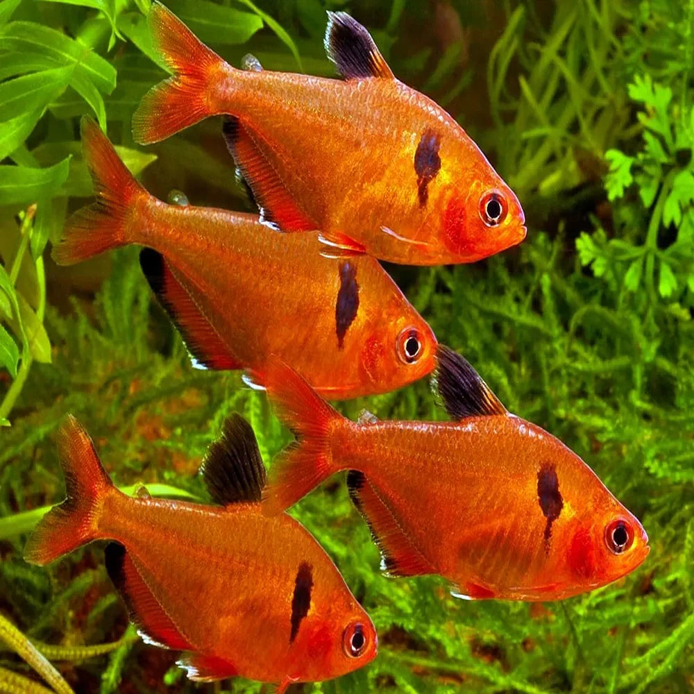 Red Phantom Tetra (Hyphessobrycon sweglesi)
