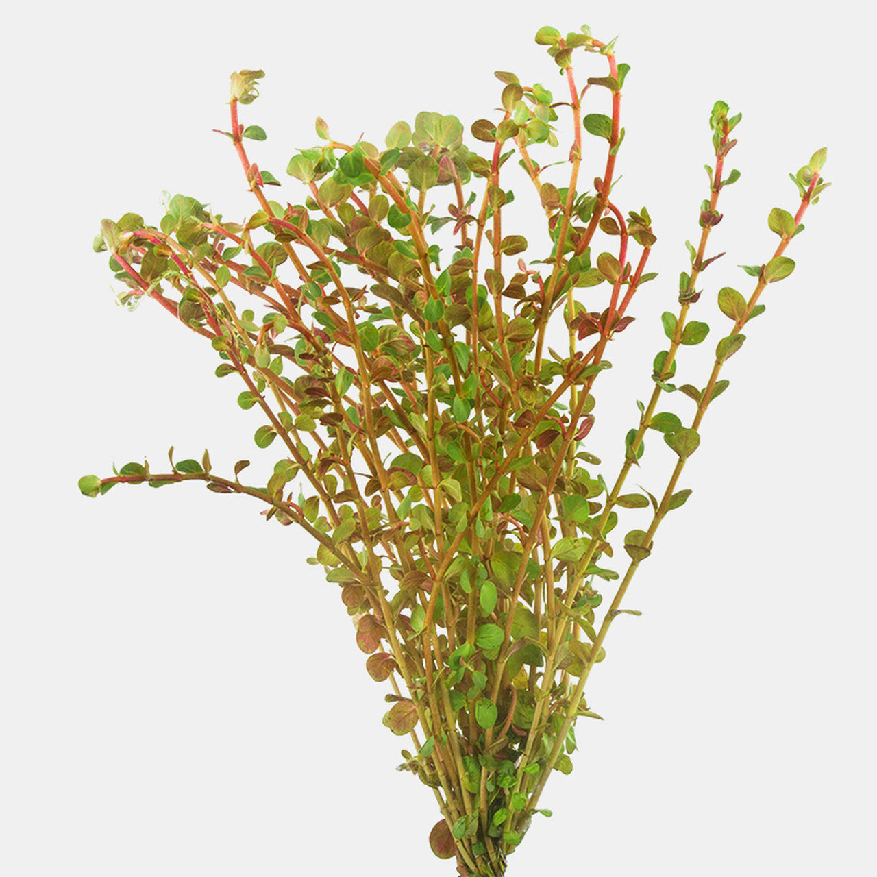 Rotala Rotundifolia Reddish