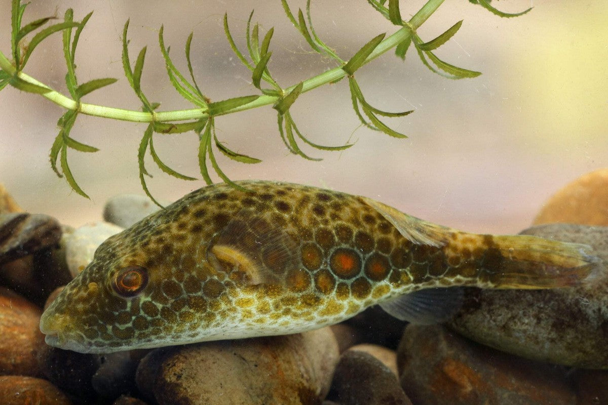 Abe's Puffer (Pao abei)