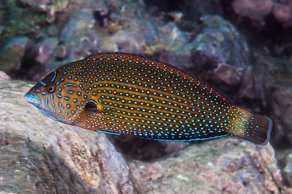 Blue Spotted Tamarin Wrasse (Anampses caeruleopunctatus)