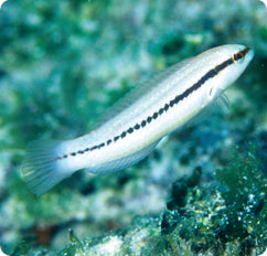 Slippery Dick Wrasse
