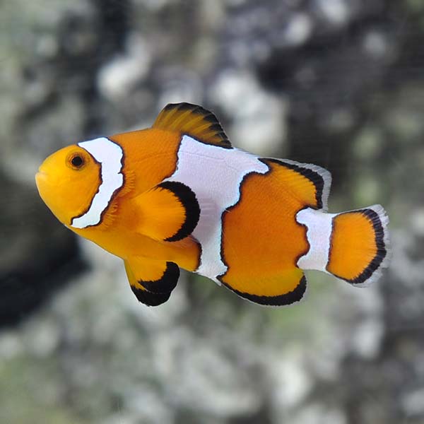 Snowflake Clownfish (Amphiprion ocellaris)