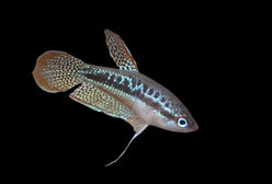 Sparkling Gourami (Trichopsis pumilis)