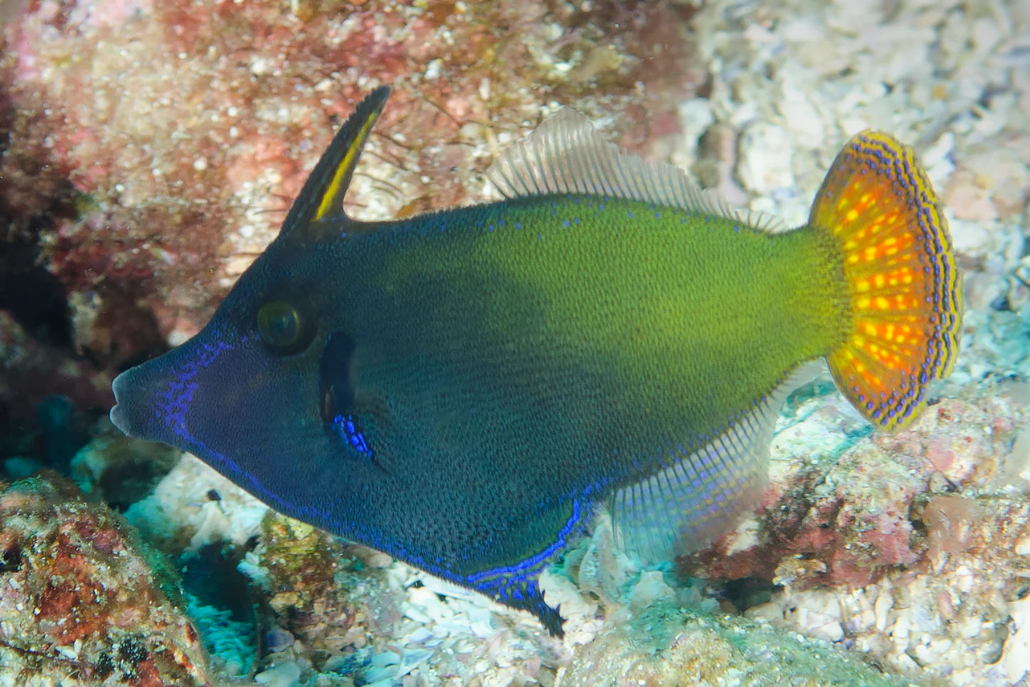 Orangetail Filefish (Pervagor melanocephalus)