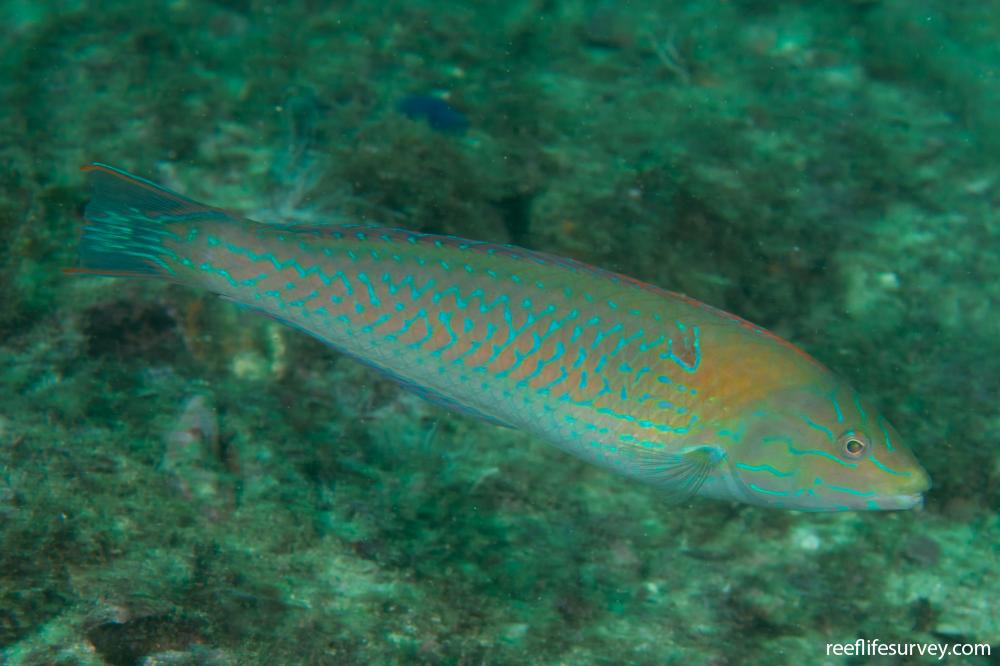 Chameleon Wrasse (Halichoeres dispilus)