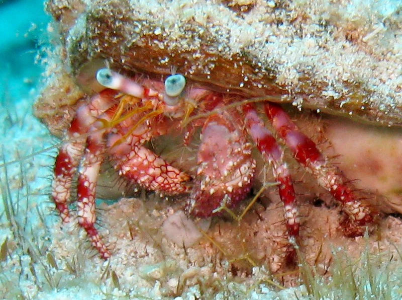 Strawberry Hermit Crab (Dardanus venosus)