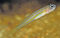 Yellowlined Shrimp Goby (Vanderhorstia flavillneata)