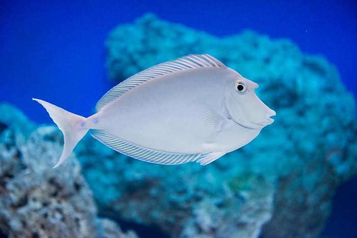 Unicorn Tang (Naso unicornis)