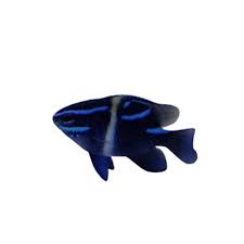 Velvet / Japanese Damsel