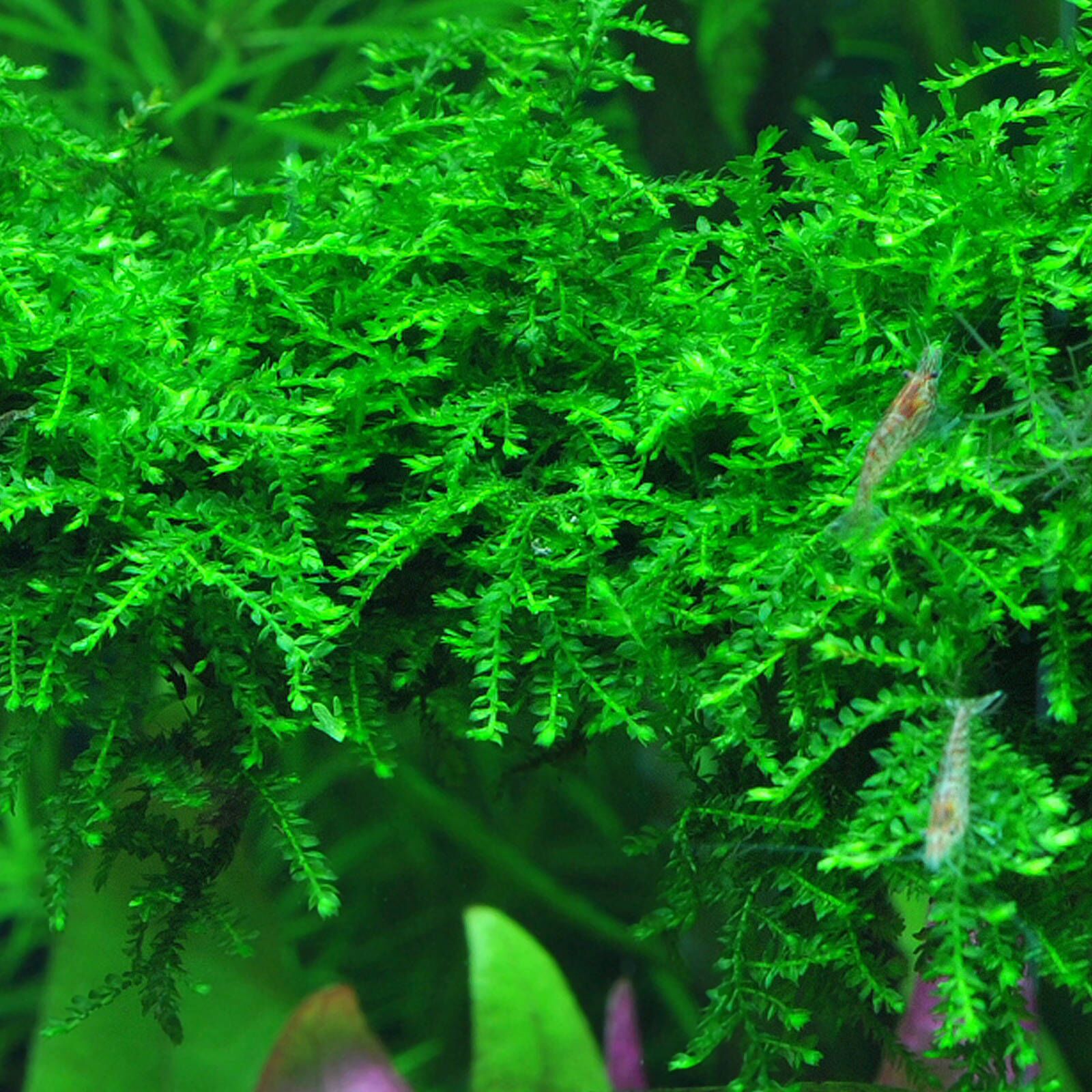 Weeping Moss (Vesicularia ferriei)
