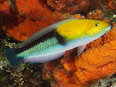 Neon / Yellowhead Wrasse (Halichoeres garnoti)