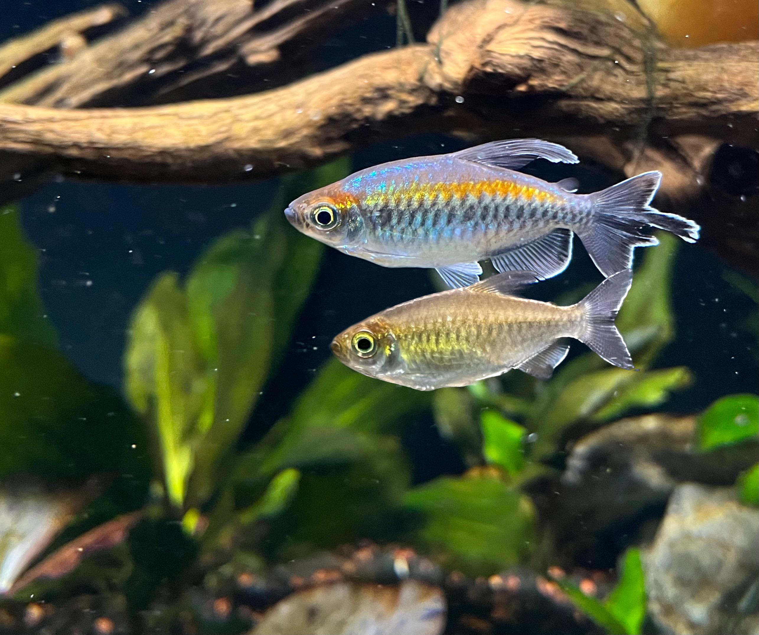 Congo Tetra (Phenacogrammus interruptus)