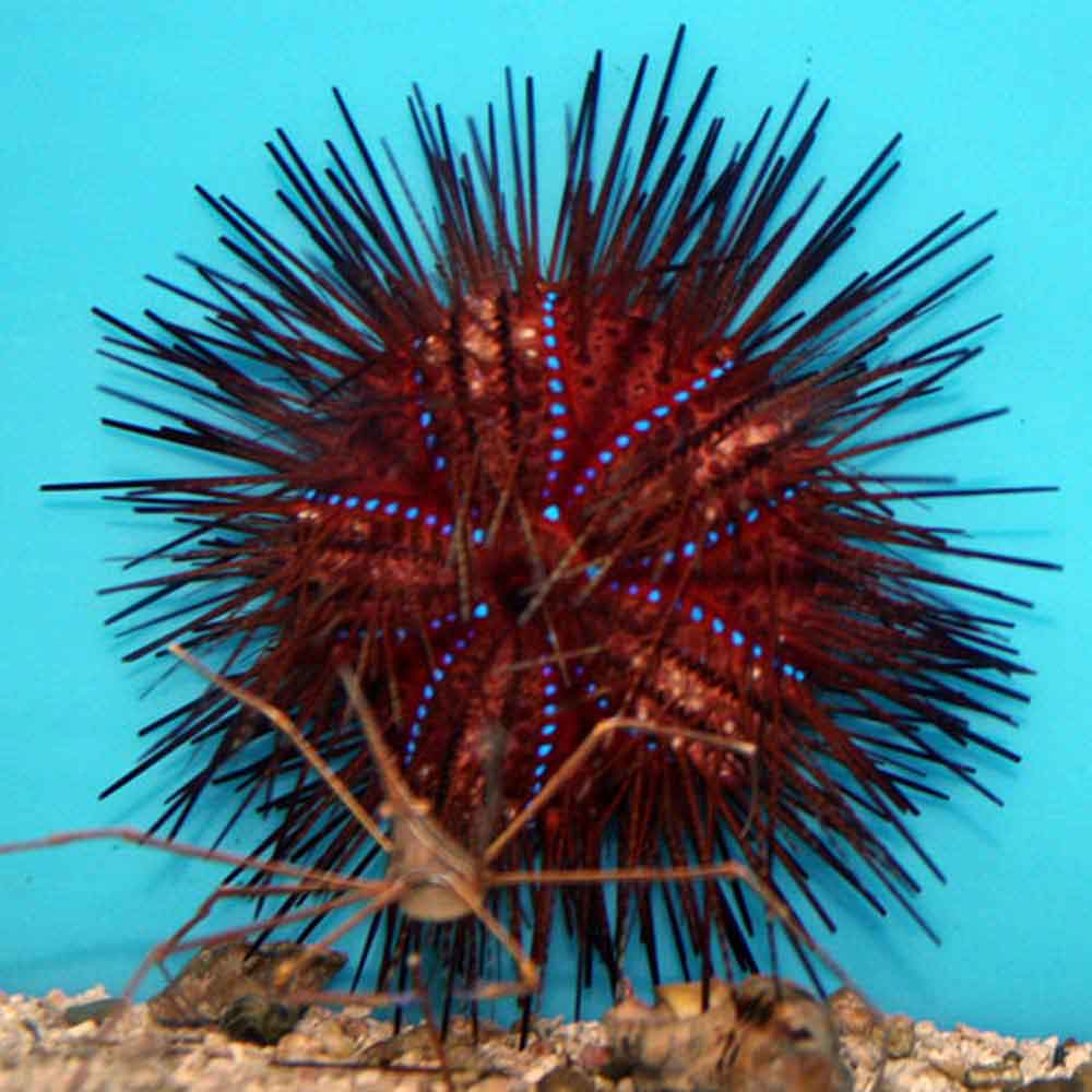 Radiata Fire Urchin (Astropyga radiata)