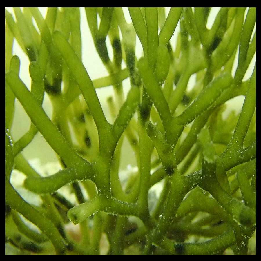 Codium Macro Algae (Codium sp. )