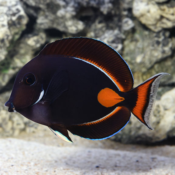 Achilles Tang (Acanthurus achilles)