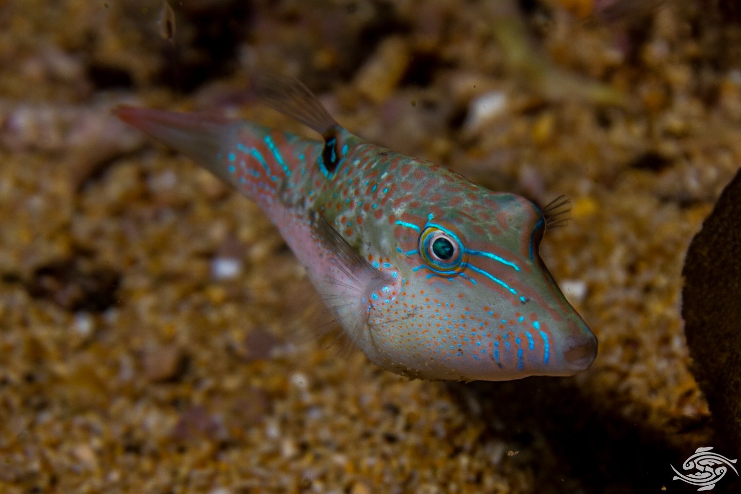 Bennett's Sharpnose Pufferfish (Canthigaster bennetti)