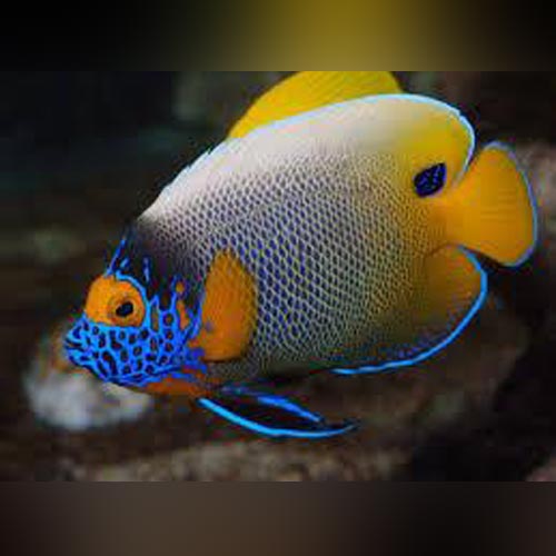Blueface Adult Angel (Pomacanthus xanthometopon)