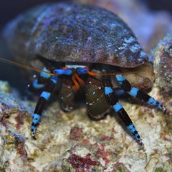 Blue Knuckle Hermit Crab (Calcinus elegans)