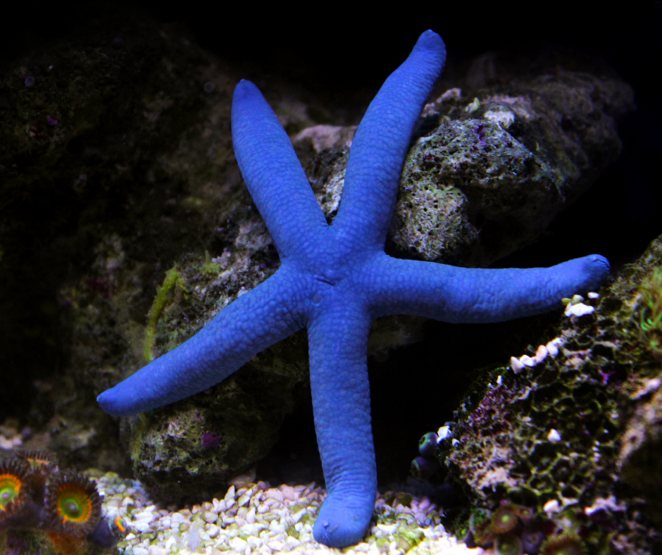 Blue Linckia Starfish (Linckia laevigata)