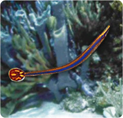 Blue Stripe Pipefish (Doryrhamphus excisus